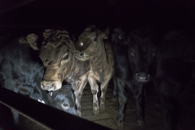 Cattle waiting in slaughterhouse holding pens