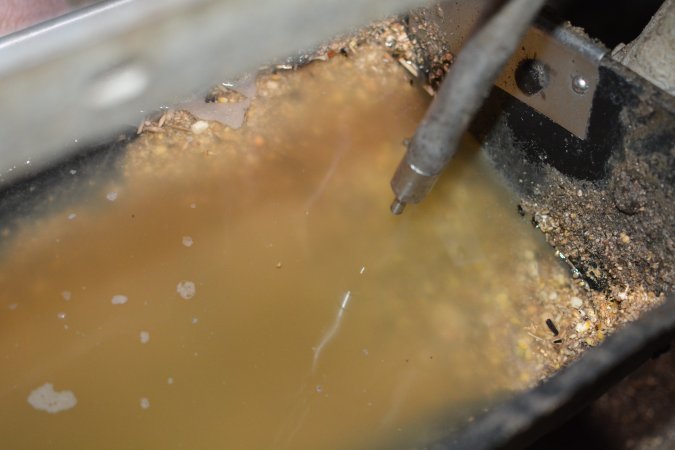 Food bowl full of leaking water