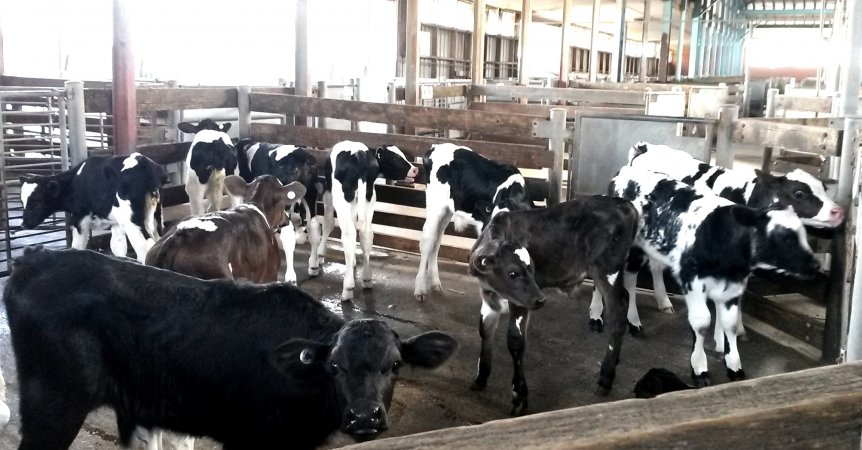 Bobby calves at saleyard