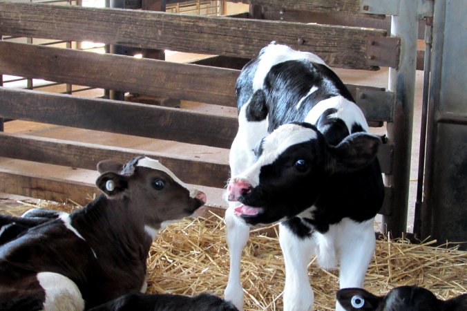 Bobby calves at saleyard