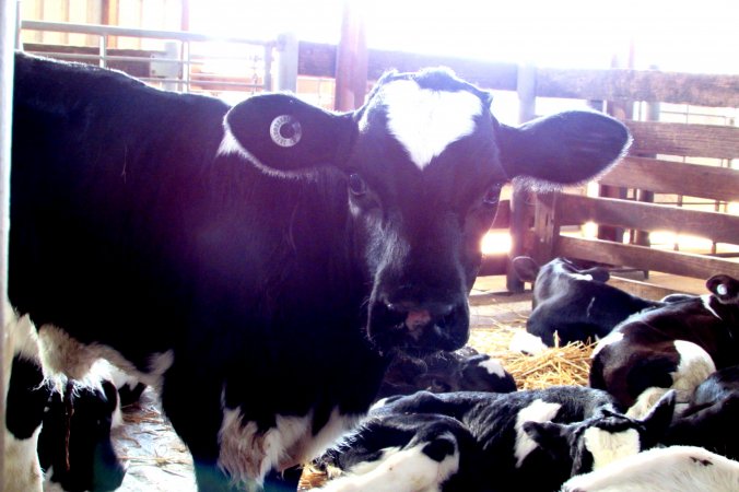 Bobby calves at saleyard