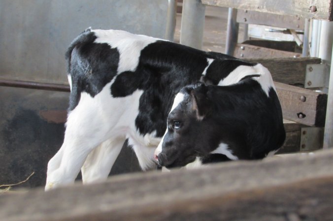 Bobby calves at saleyard