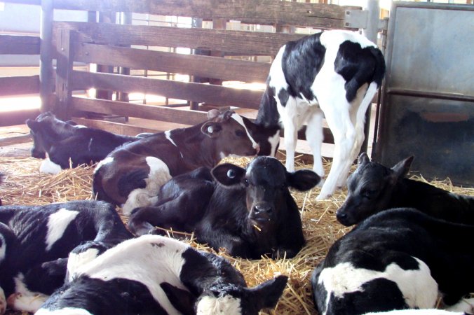 Bobby calves at saleyard