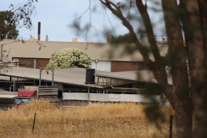 Truck unloading pigs into holding pens