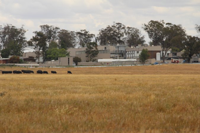 Corowa Slaughterhouse from public road, daytime