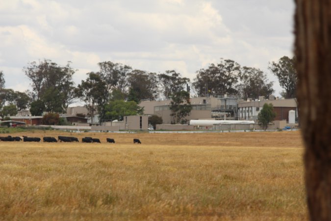 Corowa Slaughterhouse from public road, daytime