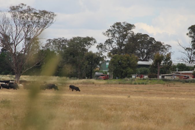 Corowa Slaughterhouse from public road, daytime