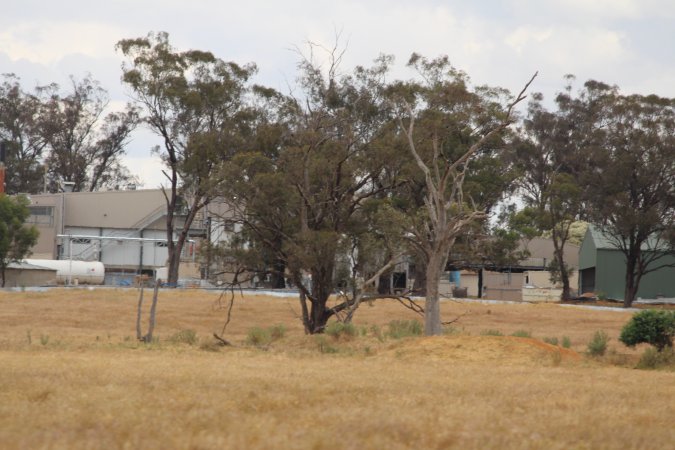 Corowa Slaughterhouse from public road, daytime