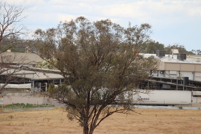 Corowa Slaughterhouse from public road, daytime