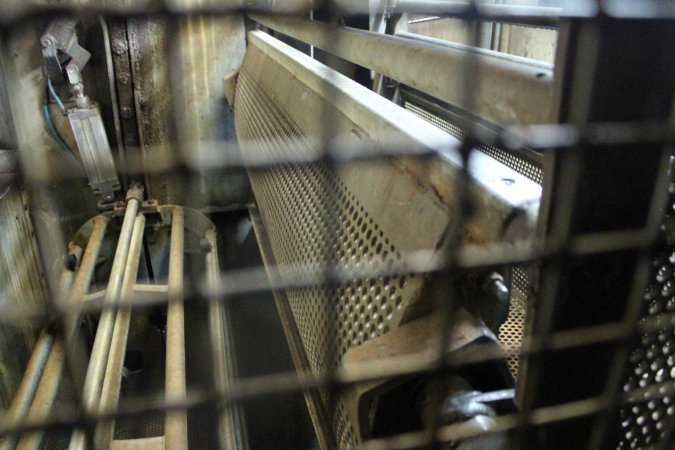 Gas chamber at Corowa slaughterhouse