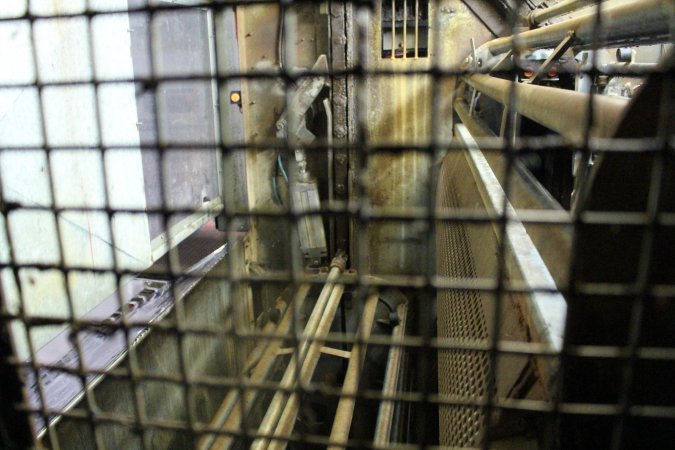 Gas chamber at Corowa slaughterhouse