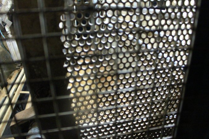 Gas chamber at Corowa slaughterhouse