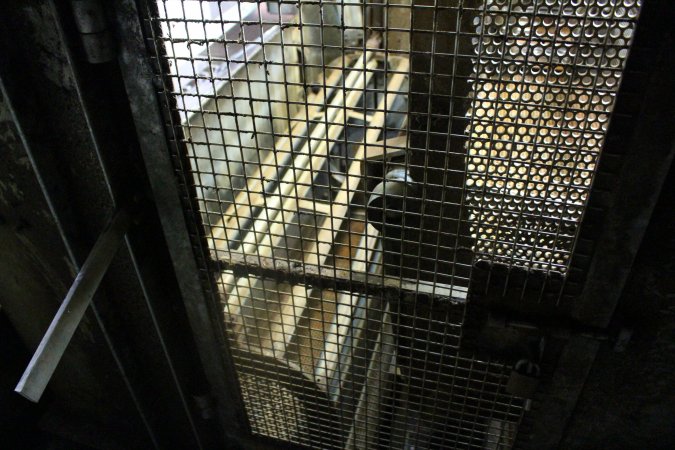 Gas chamber at Corowa slaughterhouse