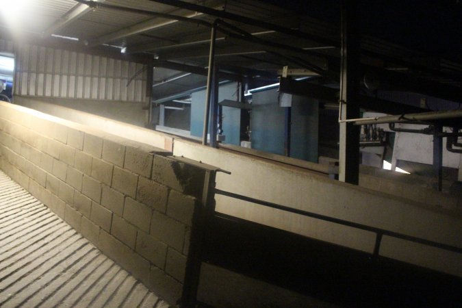 Ramp leading up from holding pens towards kill room