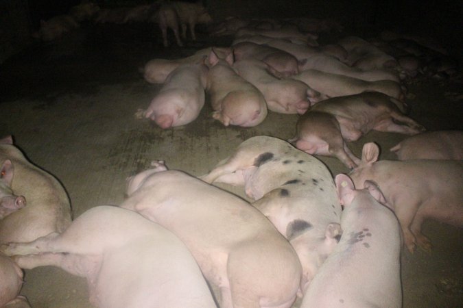 Pigs in holding pens
