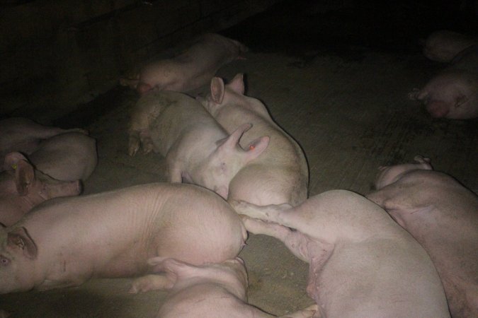 Pigs in holding pens