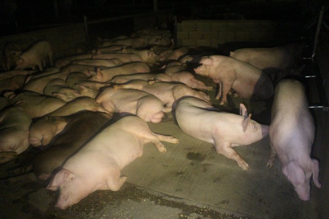Pigs in holding pens