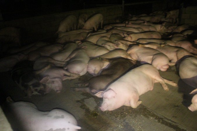 Pigs in holding pens