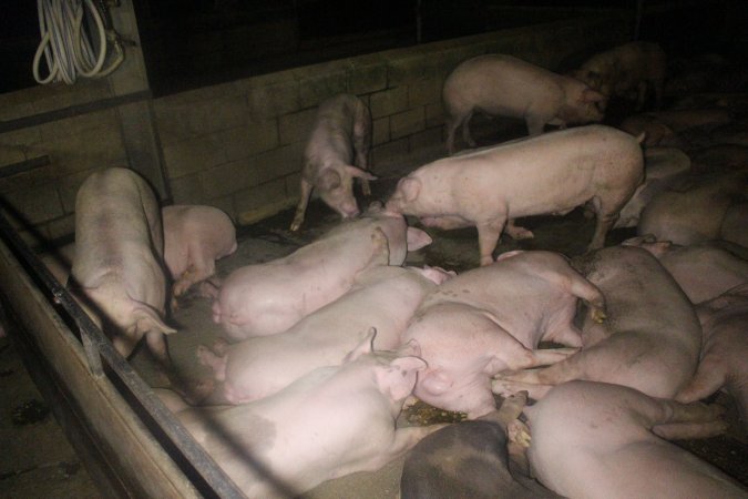 Pigs in holding pens