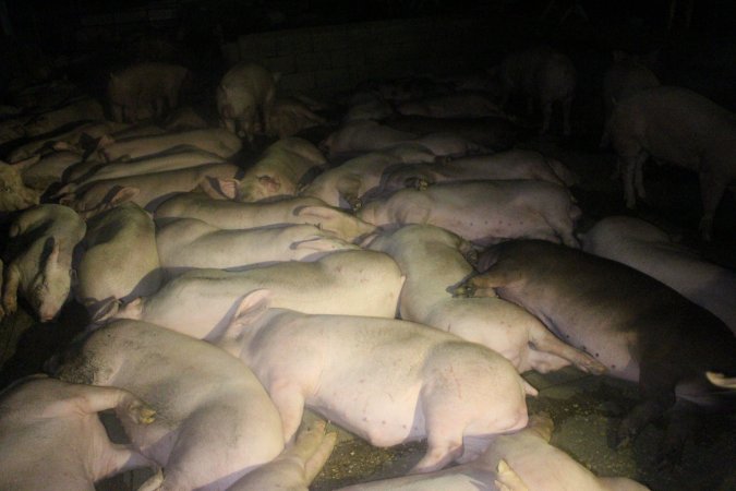 Pigs in holding pens