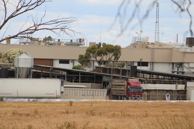 Truck unloading pigs into holding pens