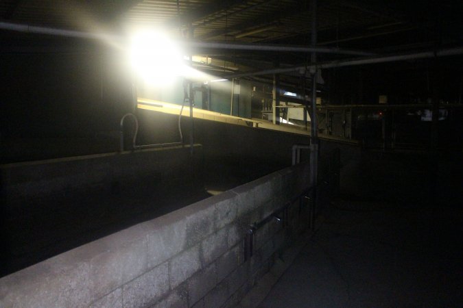 Pigs in holding pens