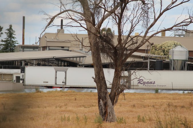 Corowa Slaughterhouse from public road, daytime