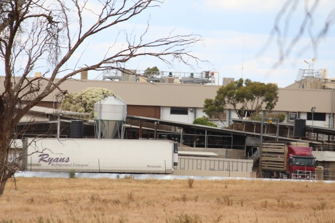 Truck unloading pigs into holding pens