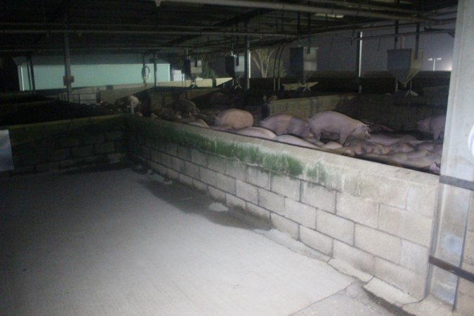 Pigs in holding pens