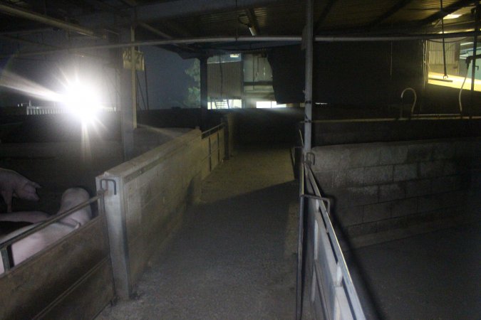 Pigs in holding pens