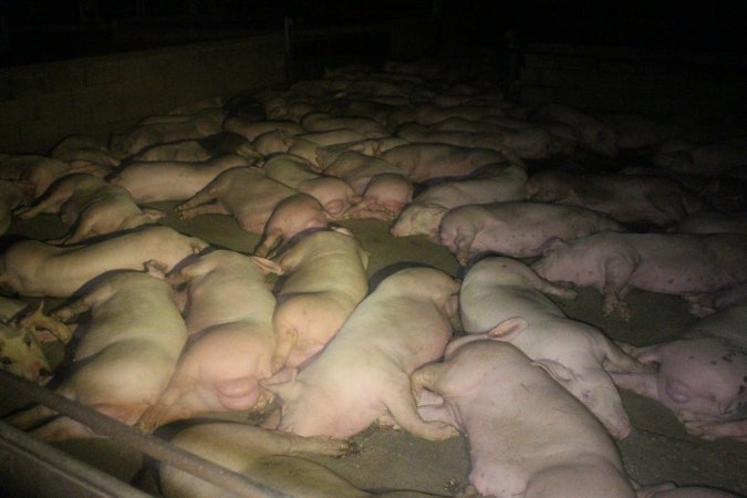 Pigs in holding pens