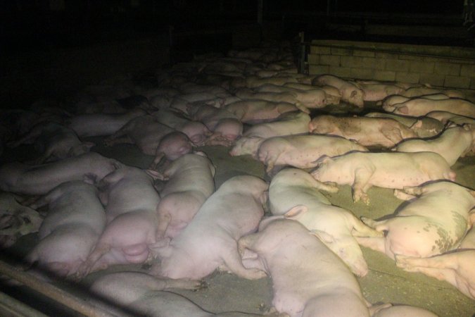 Pigs in holding pens