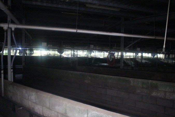 Pigs in holding pens