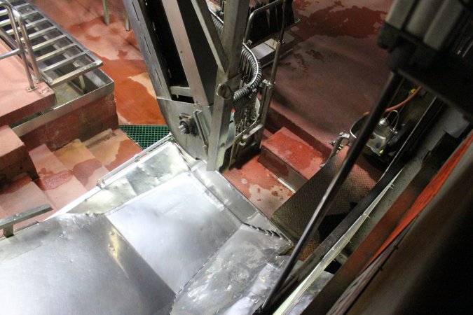 Killing and processing area after gas chamber