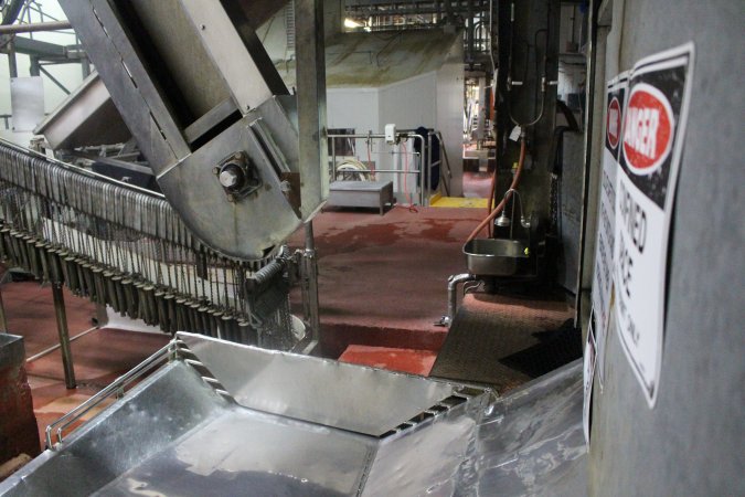Killing and processing area after gas chamber