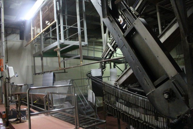 Killing and processing area after gas chamber