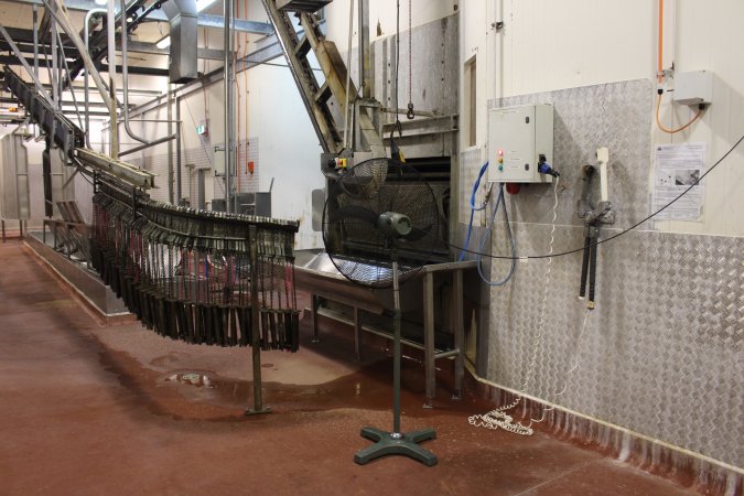 Killing / processing room after pigs tipped out of gas chamber