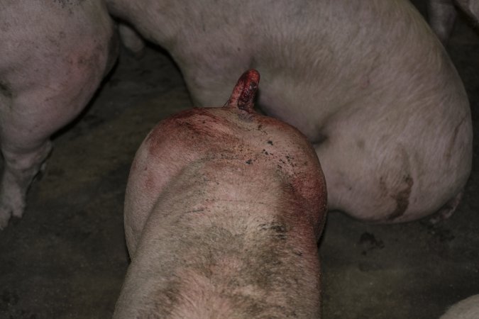 Pig in holding pen with bloody tail