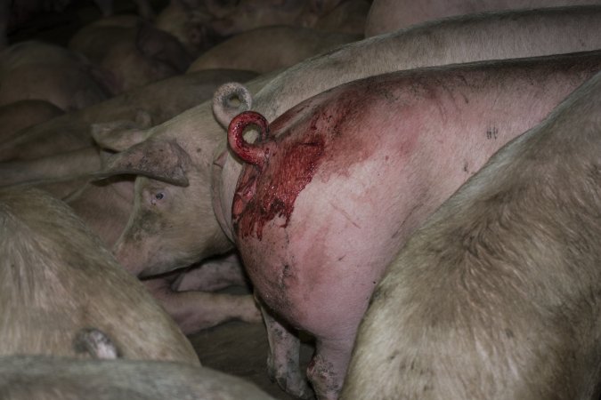 Pig in holding pen with bloody tail