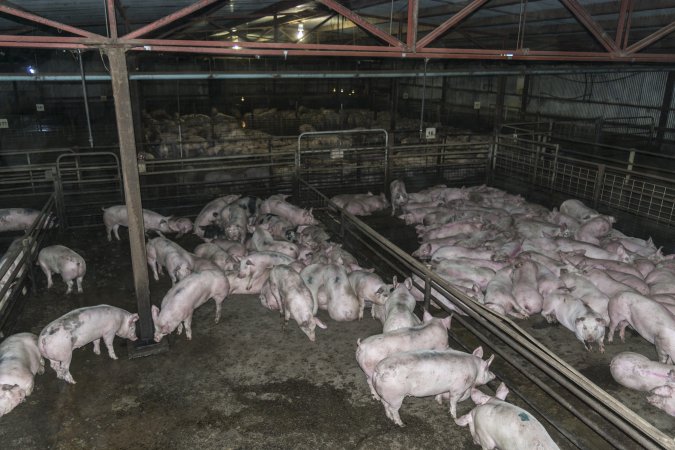 Pigs in holding pens