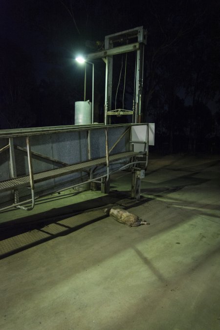 Dead pig on ground next to unloading ramp outside