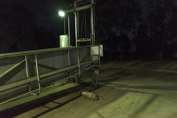 Dead pig on ground next to unloading ramp outside