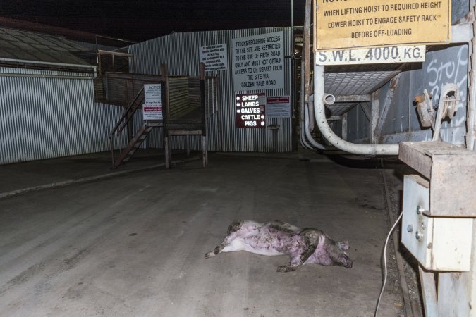 Dead pig on ground next to unloading ramp outside