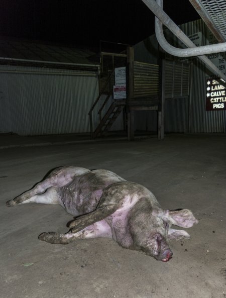 Dead pig on ground next to unloading ramp outside