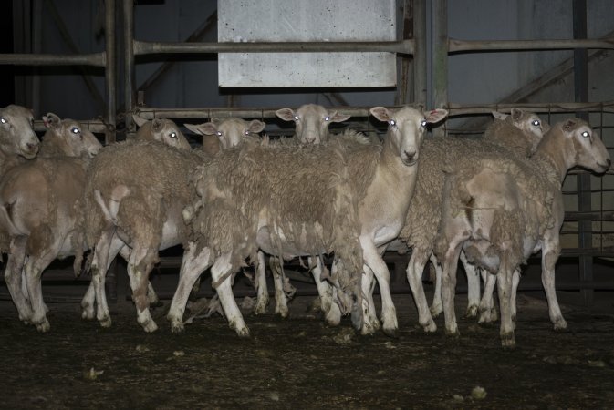 Sheep in holding pens