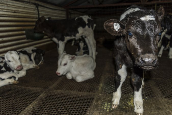 5-day old bobby calves from the dairy industry