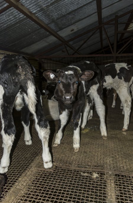 5-day old bobby calves from the dairy industry