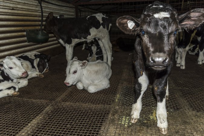 5-day old bobby calves from the dairy industry