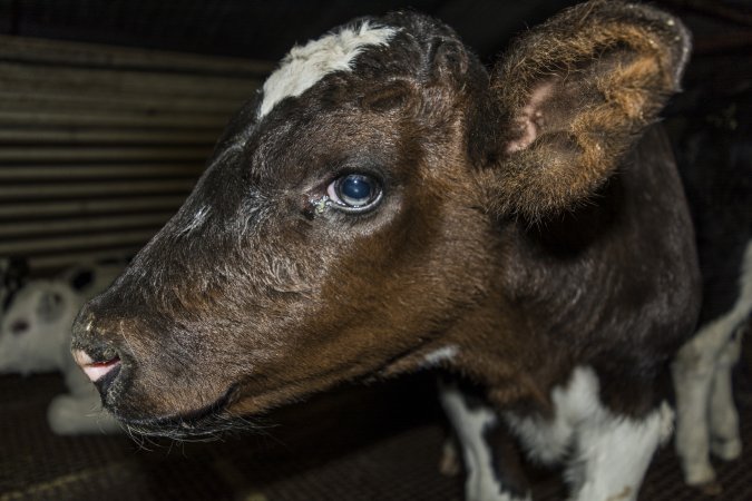 5-day old bobby calves from the dairy industry