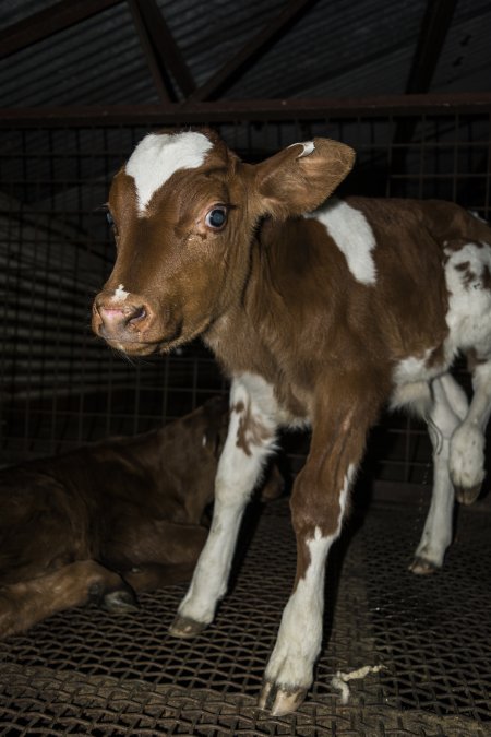 5-day old bobby calves from the dairy industry